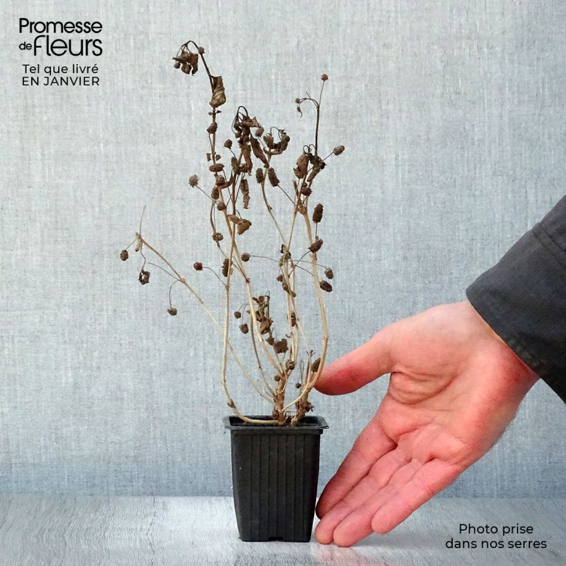 Lippia dulcis - Aztec Sweet Box 7/8 cm pot sample as delivered in winter