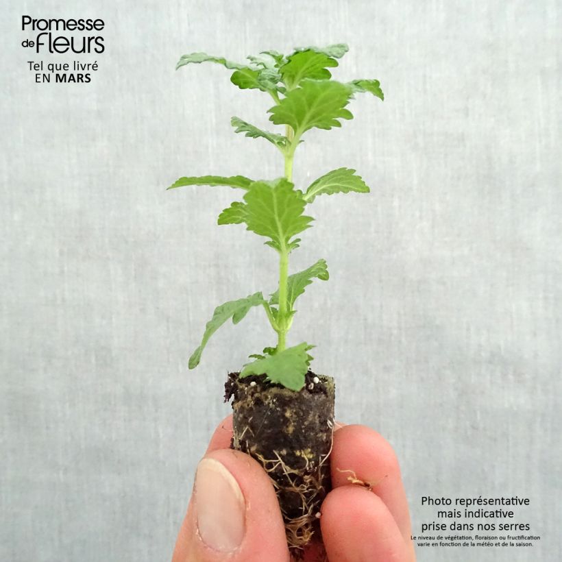Verbena Superbena Royale Red Plug plant 1.5/2.5 cm sample as delivered in spring
