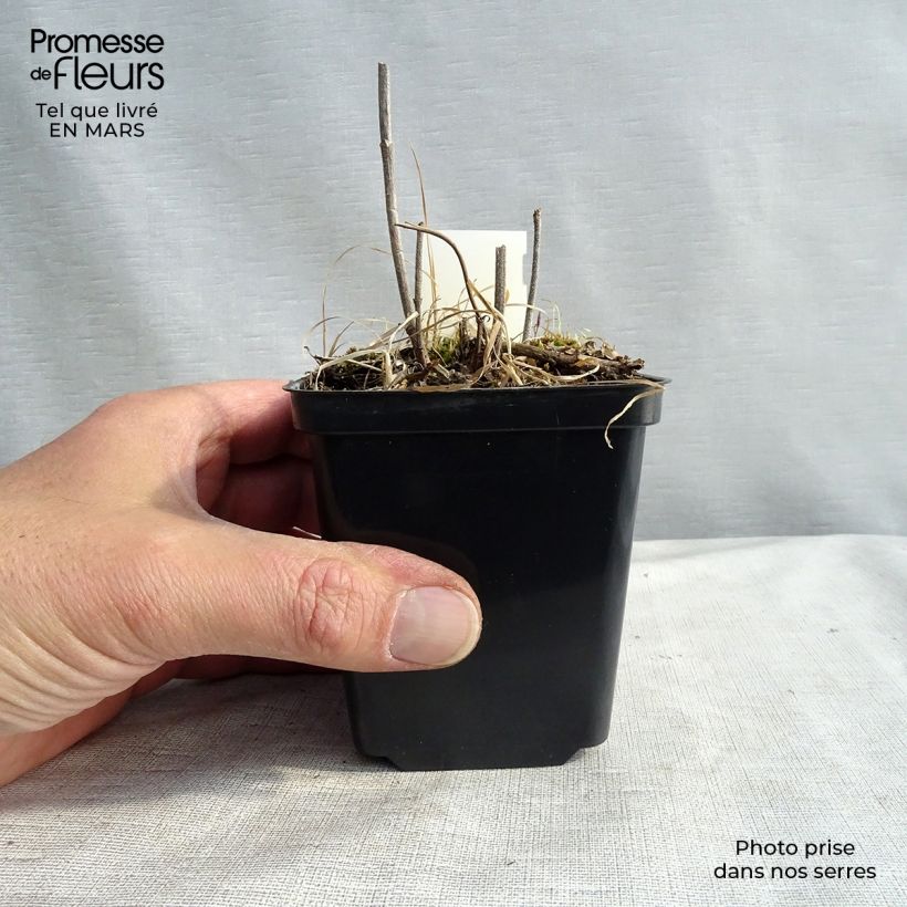 Verbena hastata Alba 8/9 cm pot sample as delivered in winter