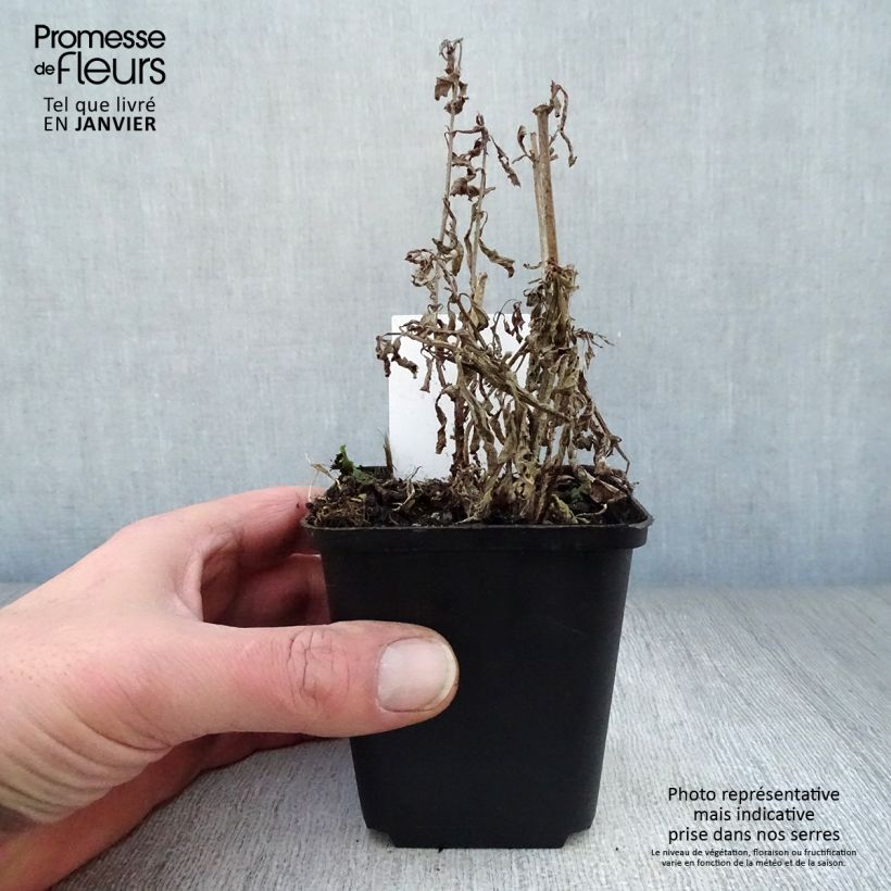 Verbena hastata  8/9 cm pot sample as delivered in winter