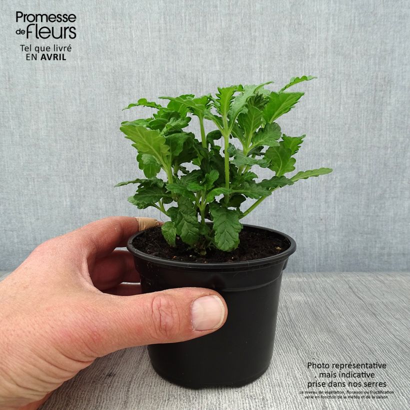 Verbena hybrida Virgo up Purple 8/9 cm pot sample as delivered in spring