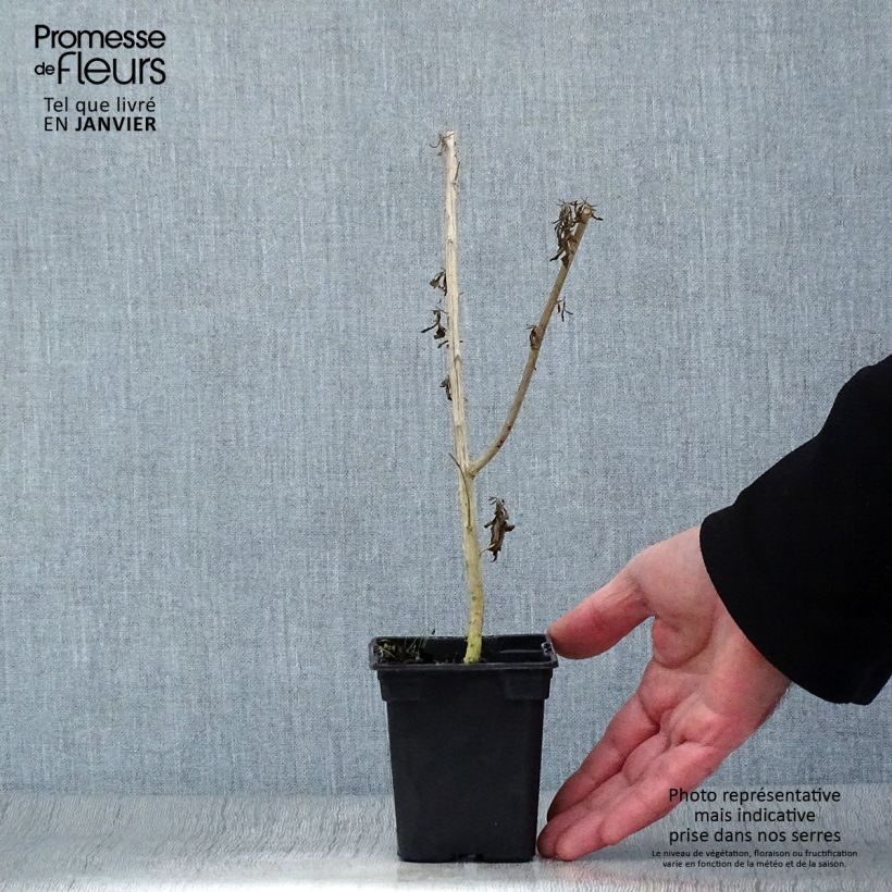 Argentinian Verbena - Aloysia polystachya 7/8 cm pot sample as delivered in winter