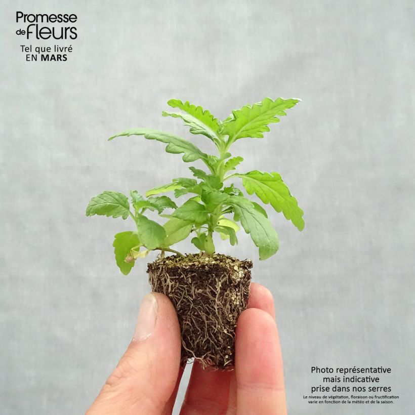 Verbena hybrida Quartz Mix Plug plants 3.8 x 3.2cm - Tray of 16 sample as delivered in spring