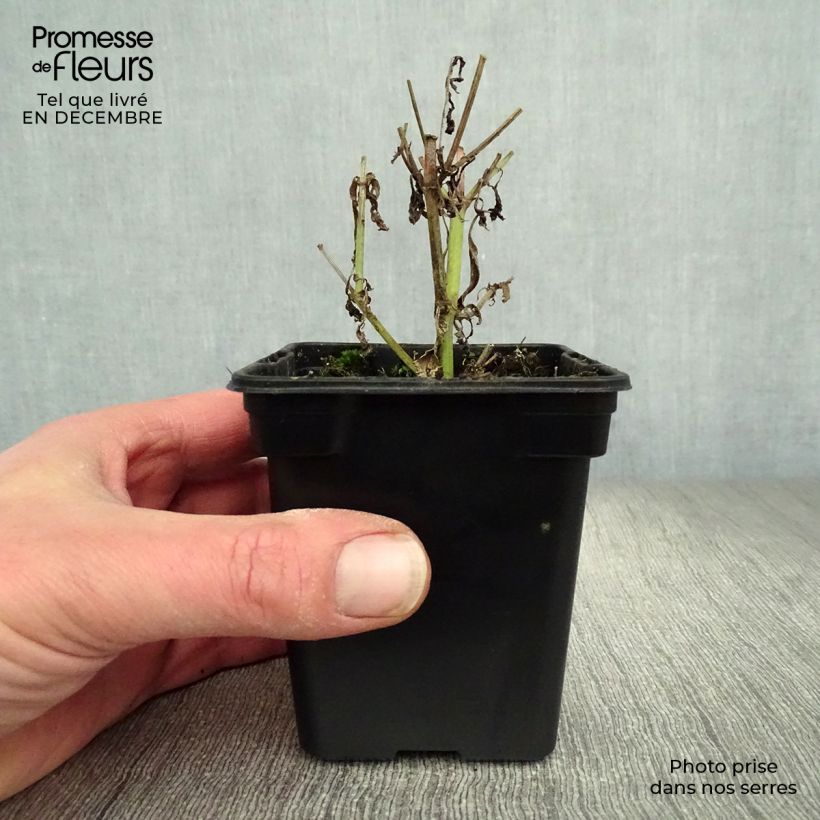 Organic Vervain - Verbena officinalis 7/8 cm pot sample as delivered in winter