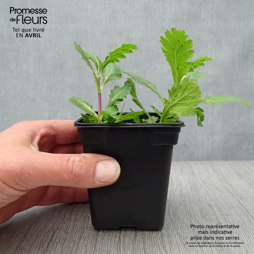 Organic Vervain - Verbena officinalis 7/8 cm pot sample as delivered in spring