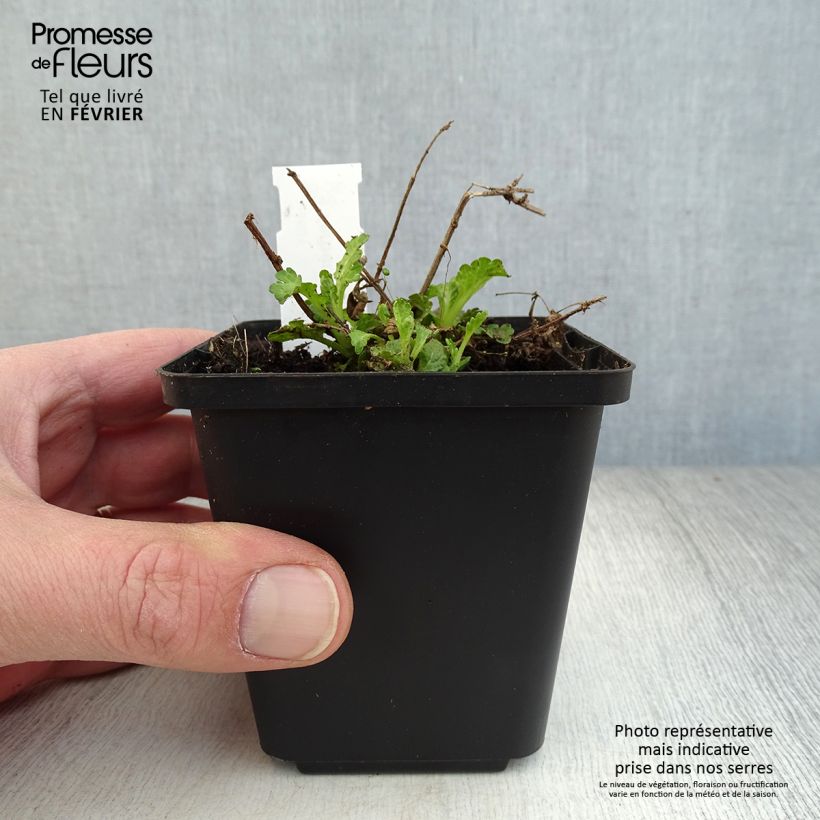 Verbena officinalis 8/9 cm pot sample as delivered in winter