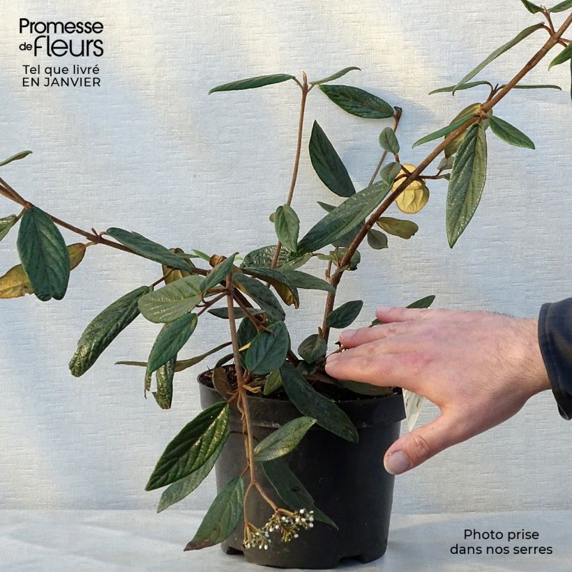 Viburnum x pragense 3L/4L pot sample as delivered in winter