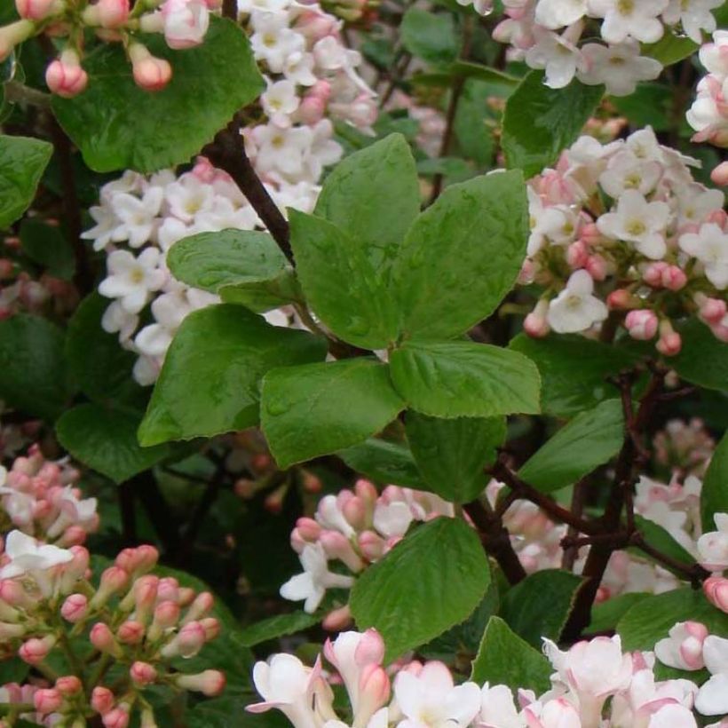 Viburnum burkwoodii Anne Russell (Foliage)