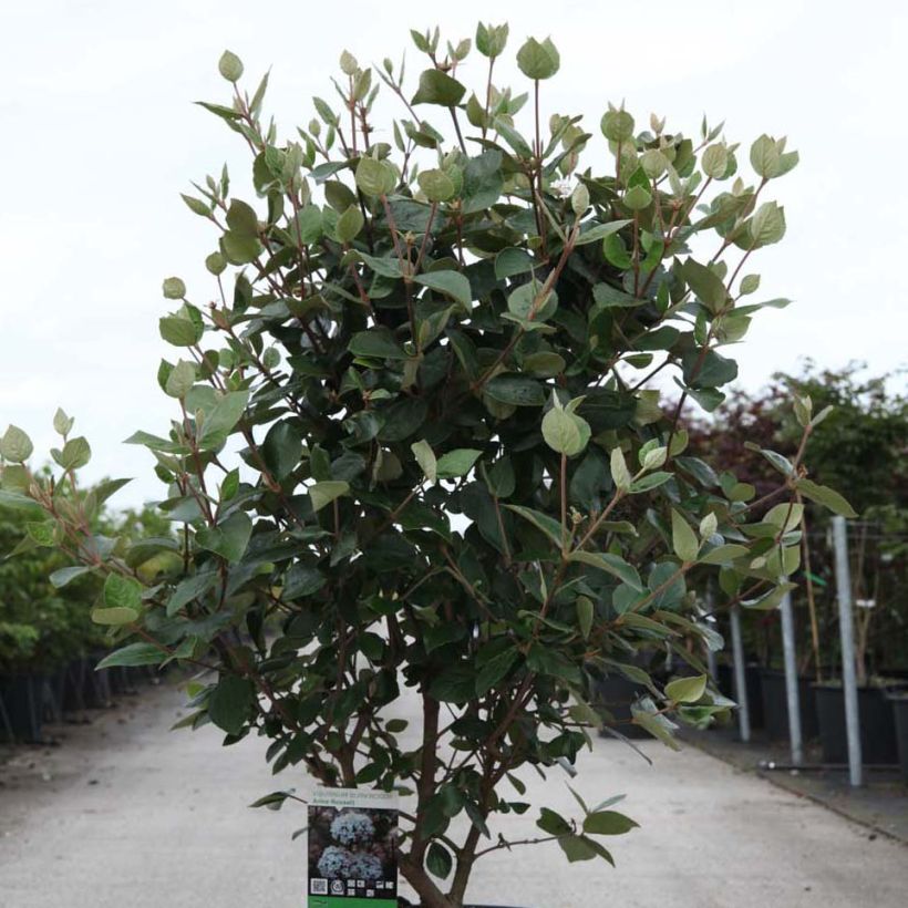 Viburnum burkwoodii Anne Russell (Plant habit)