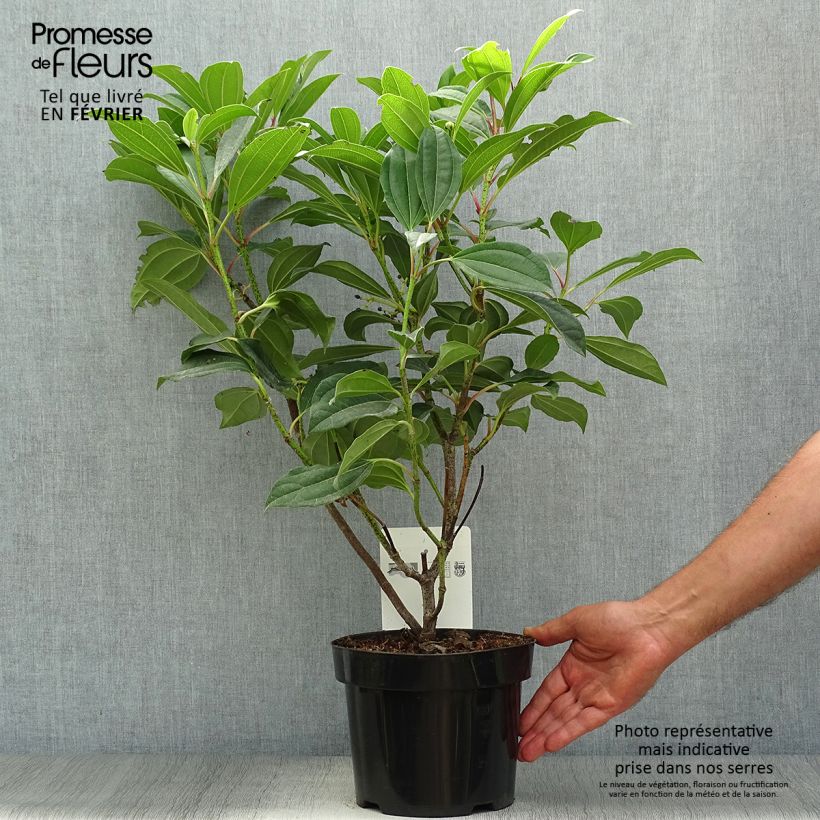 Viburnum davidii - David viburnum 3L/4L pot sample as delivered in autumn