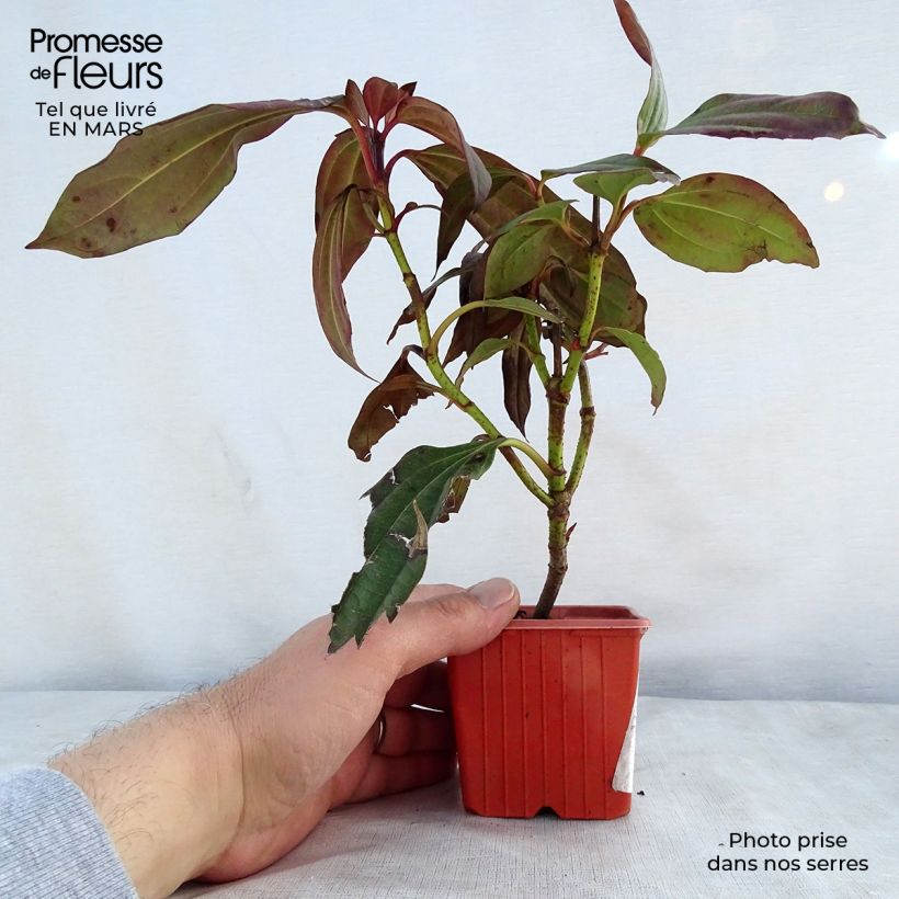 Viburnum davidii - David viburnum 8/9 cm pot sample as delivered in spring