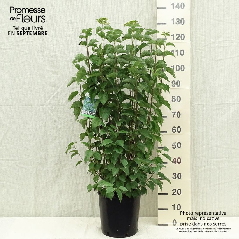 Viburnum dentatum Blue Muffin 7.5L/10L pot sample as delivered in autumn