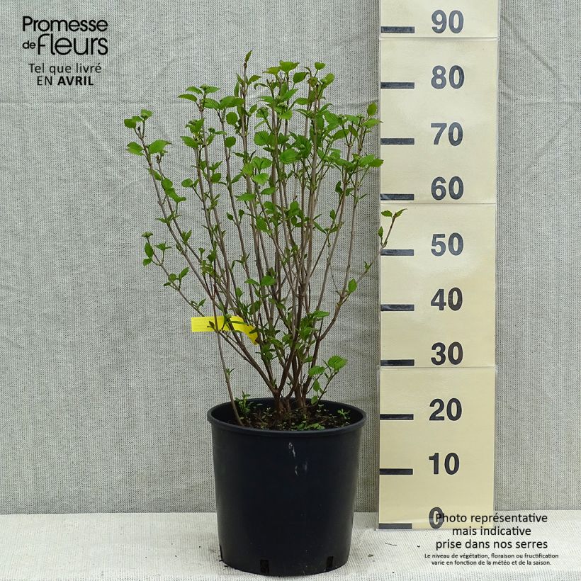 Viburnum dentatum Blue Muffin 7.5L/10L pot sample as delivered in spring