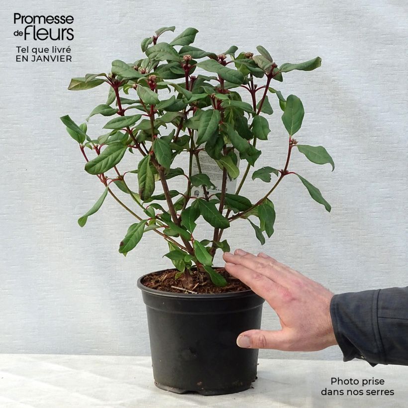 Viburnum globosum Jermyns Globe 3L/4L pot sample as delivered in winter