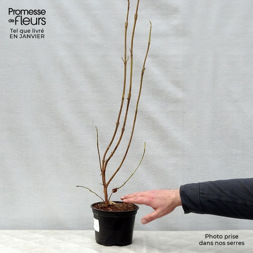 Viburnum lantana 1.5L/2L pot sample as delivered in winter