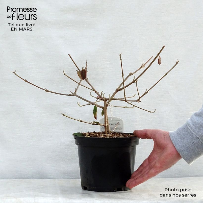 Viburnum macrocephalum Happy Fortuna 3L/4L pot sample as delivered in spring