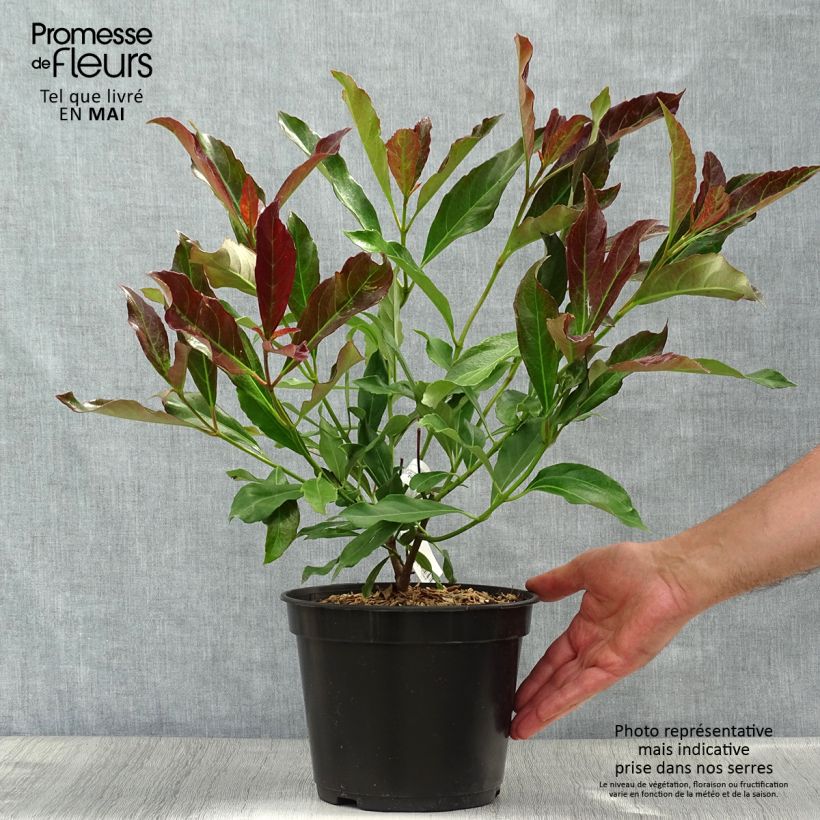 Viburnum odoratissimum Coppertop 3L/4L pot sample as delivered in spring