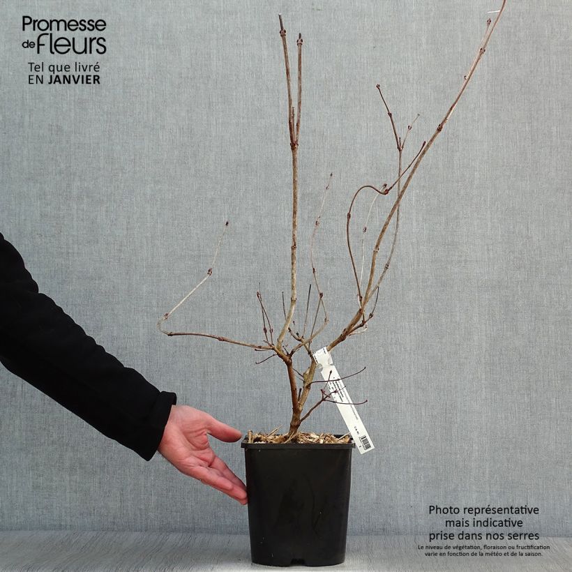 Viburnum opulus Xanthocarpum 3L/4L pot sample as delivered in winter
