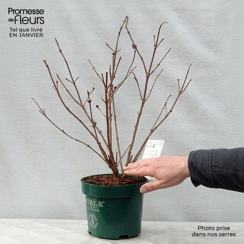 Viburnum plicatum Grandiflorum Noble 2L/3L pot sample as delivered in winter