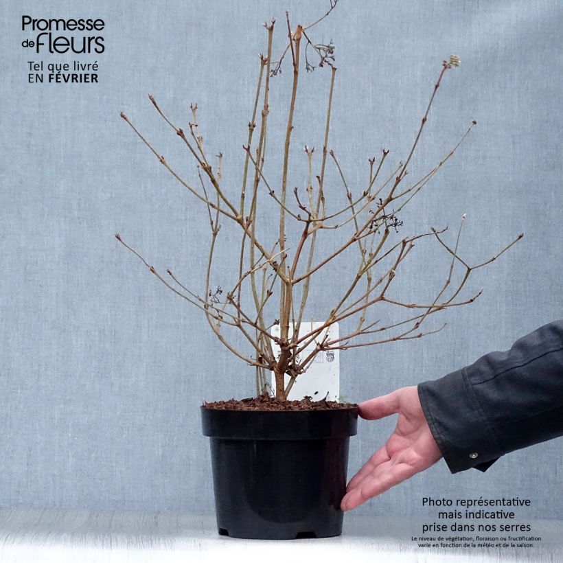Viburnum plicatum Watanabe 3L/4L pot sample as delivered in winter