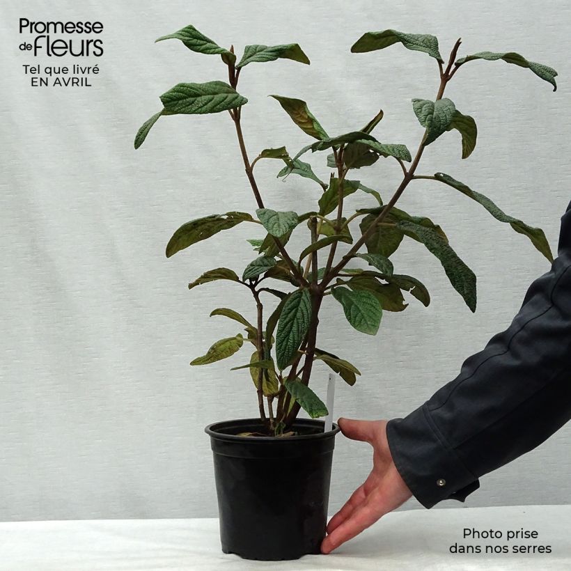 Viburnum rhytidophyllum 2L/3L pot sample as delivered in spring