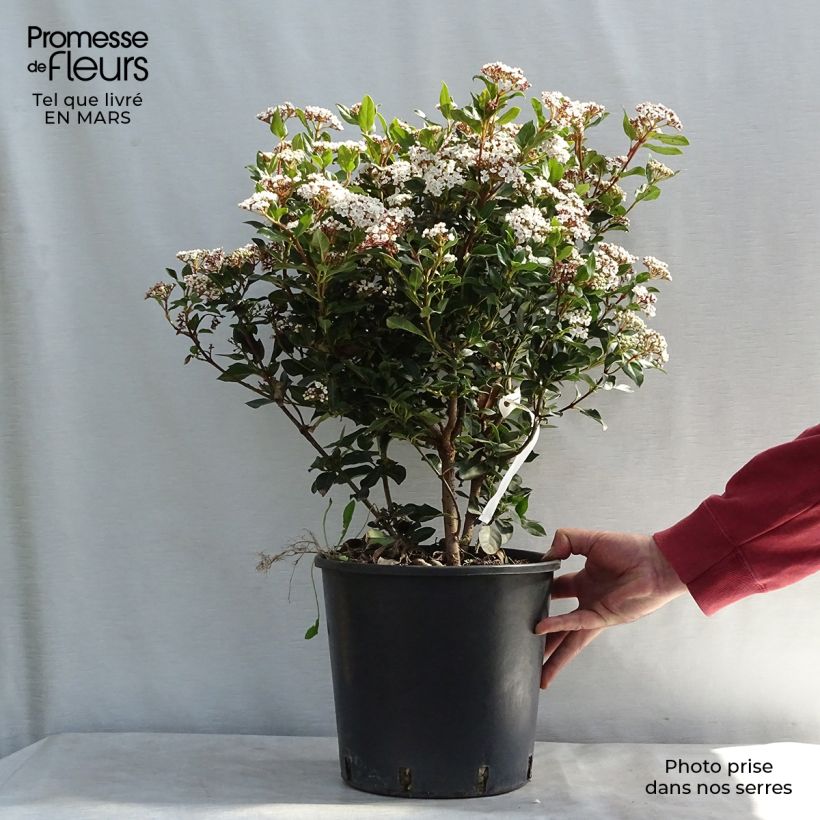 Viburnum tinus Eve Price 7.5L/10L pot sample as delivered in spring