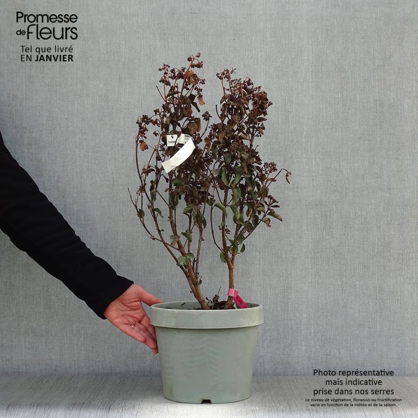 Viburnum tinus Lisarose - Laurustinus 7.5L/10L pot sample as delivered in winter