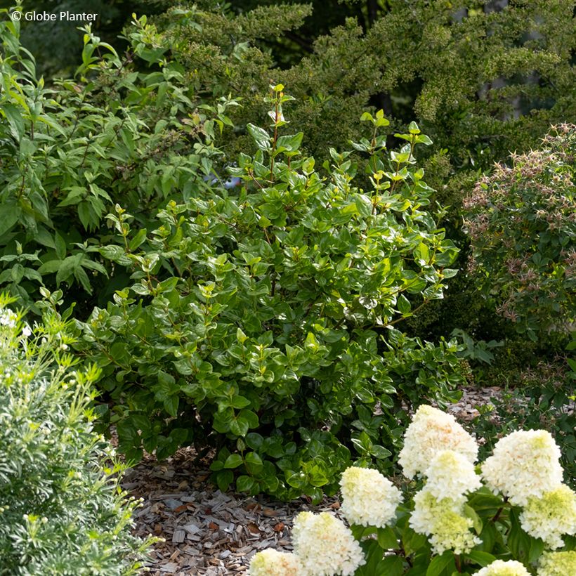 Viburnum tinus Rock'n Rolla (Plant habit)