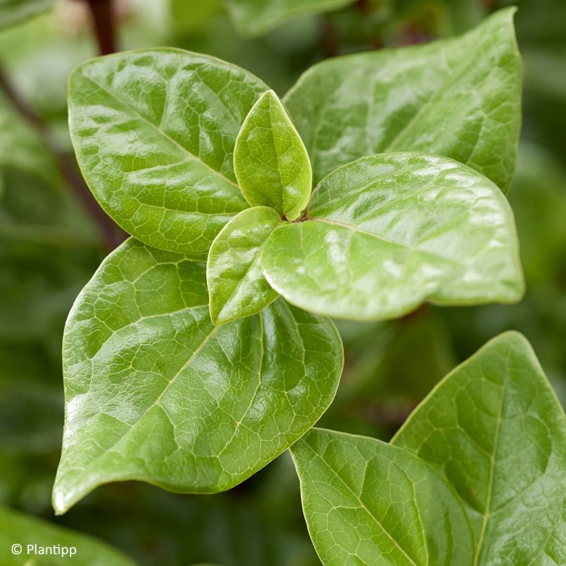Viburnum tinus Rock'n Rolla (Foliage)