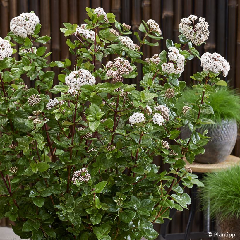 Viburnum tinus Rock'n Rolla (Flowering)