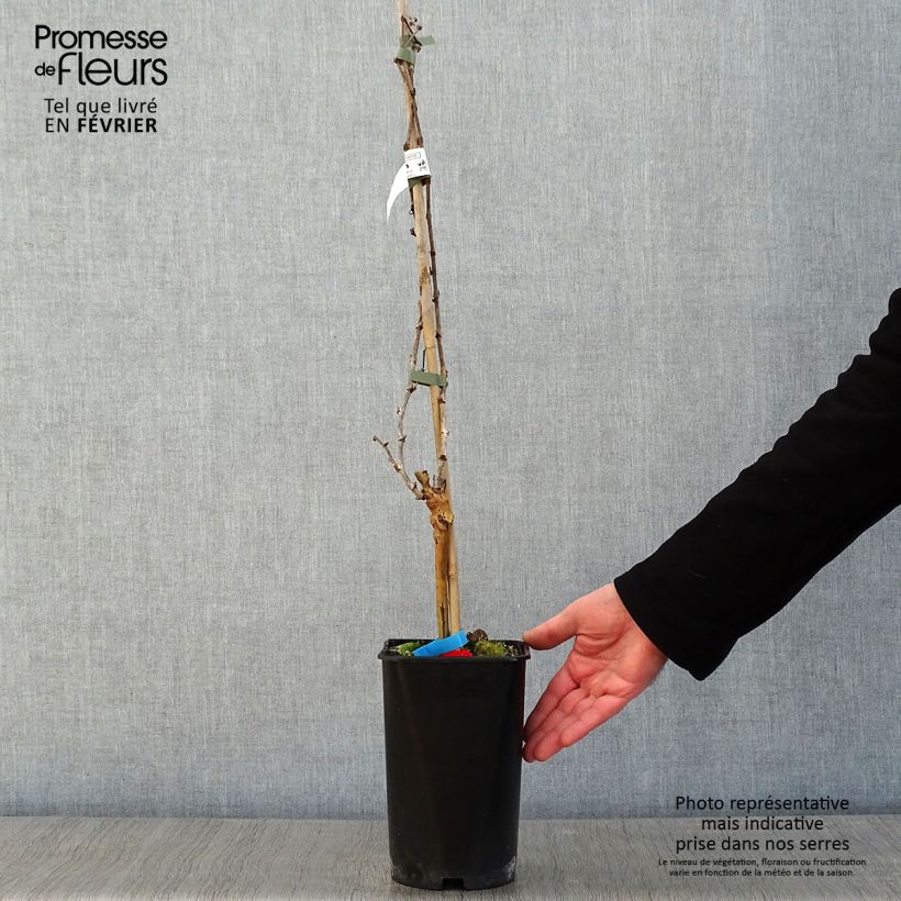 Alphonse Lavallée Vine - Vitis vinifera 1.5L/2L pot sample as delivered in winter