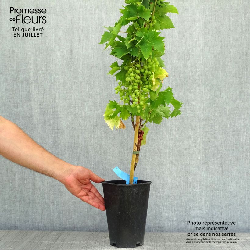 Vitis vinifera Ampelia Aladin - Grape vine 1.5L/2L pot sample as delivered in summer