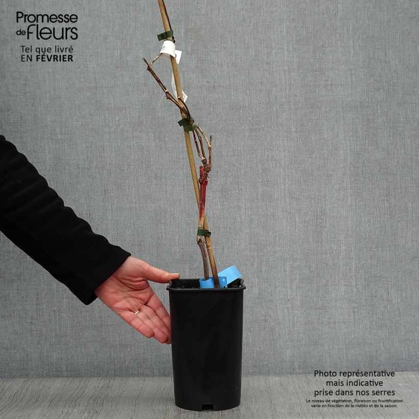 Vitis vinifera Ampelia Aladin - Grape vine 1.5L/2L pot sample as delivered in winter