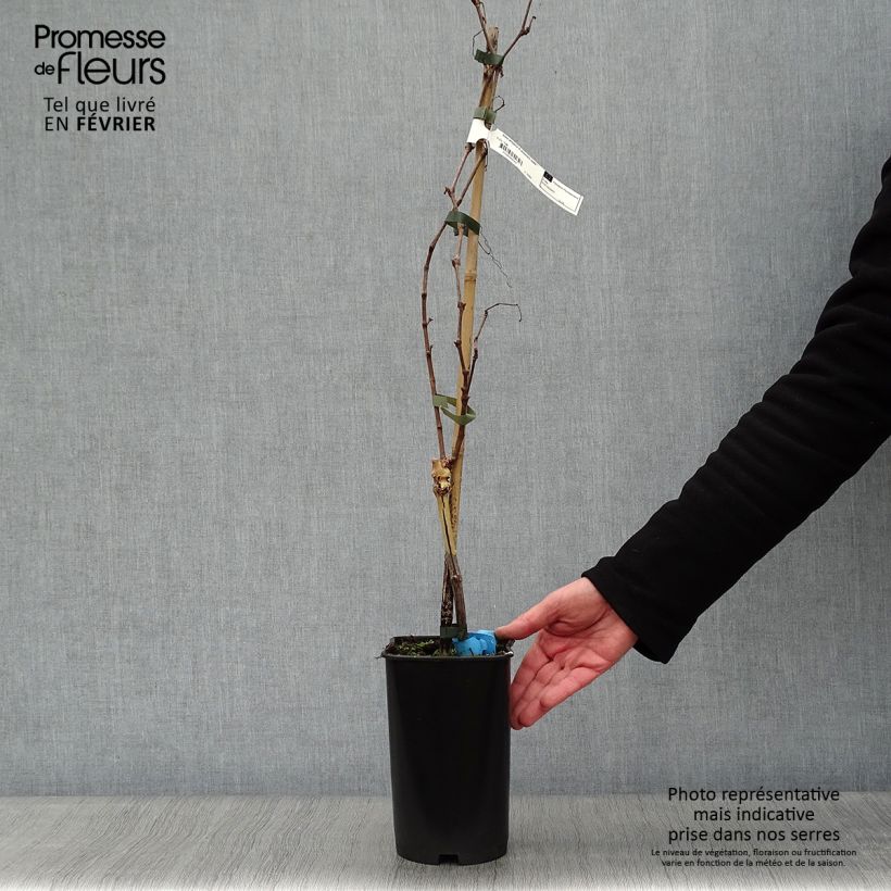 Vitis vinifera Ampelia Amandin - Grape vine 2L/3L pot sample as delivered in winter