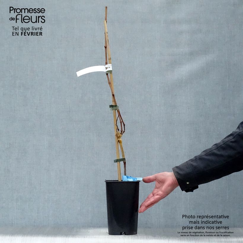 Vitis vinifera Ampelia Candin - Grape vine 1.5L/2L pot sample as delivered in winter