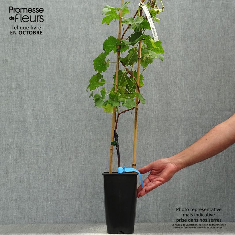 Vitis vinifera Ampelia Perdin - Grape vine 1.5L/2L pot sample as delivered in autumn