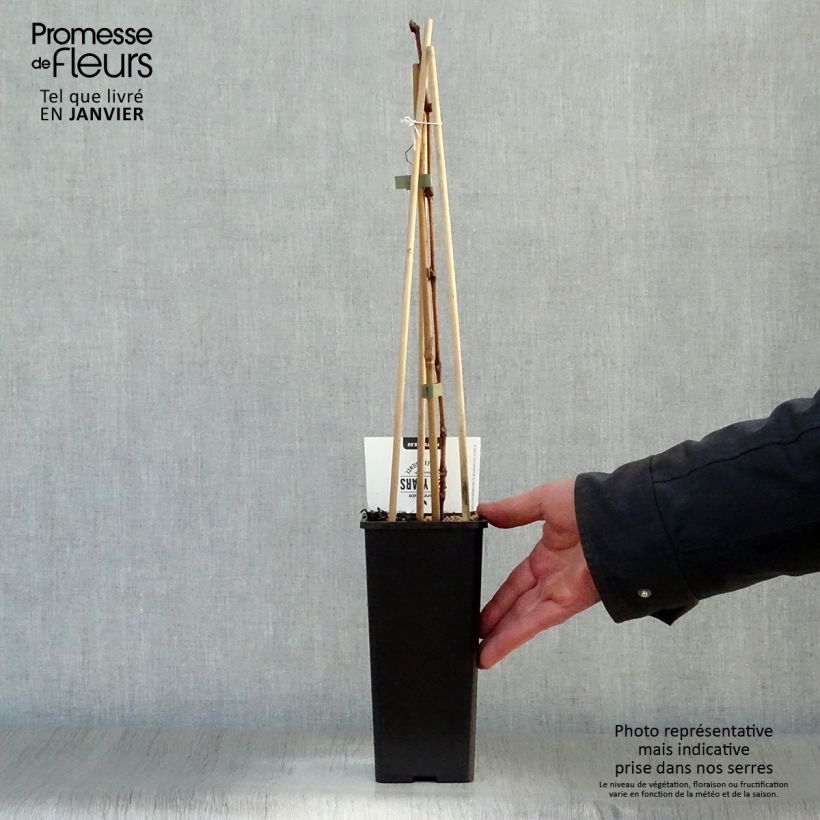 Vitis vinifera Bianca - Grape vine 1.5L/2L pot sample as delivered in winter