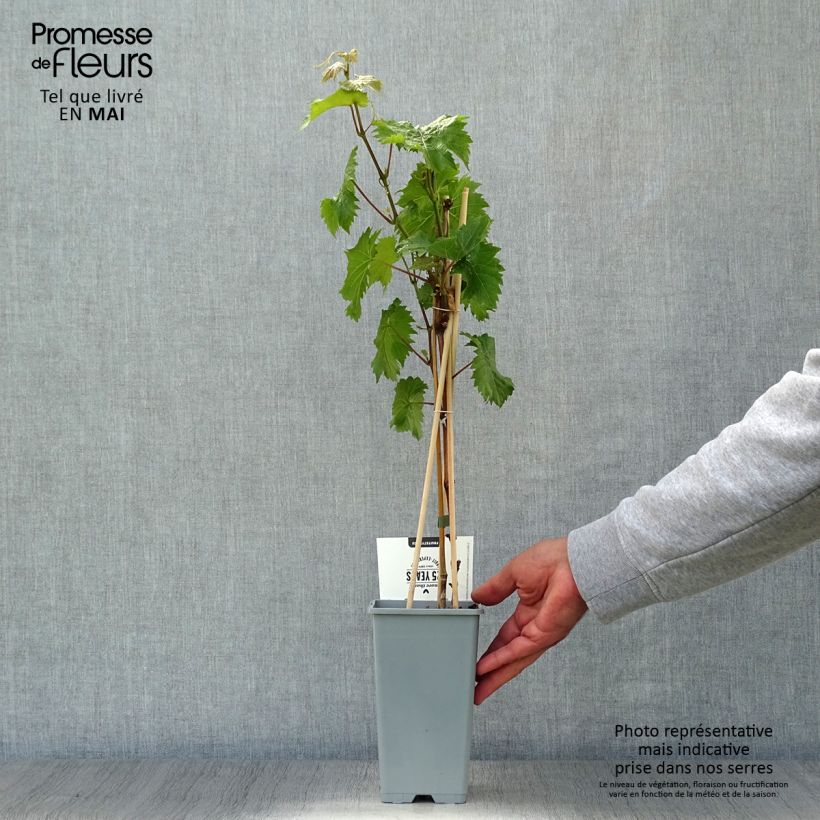 Vitis vinifera Bianca - Grape vine 1.5L/2L pot sample as delivered in spring