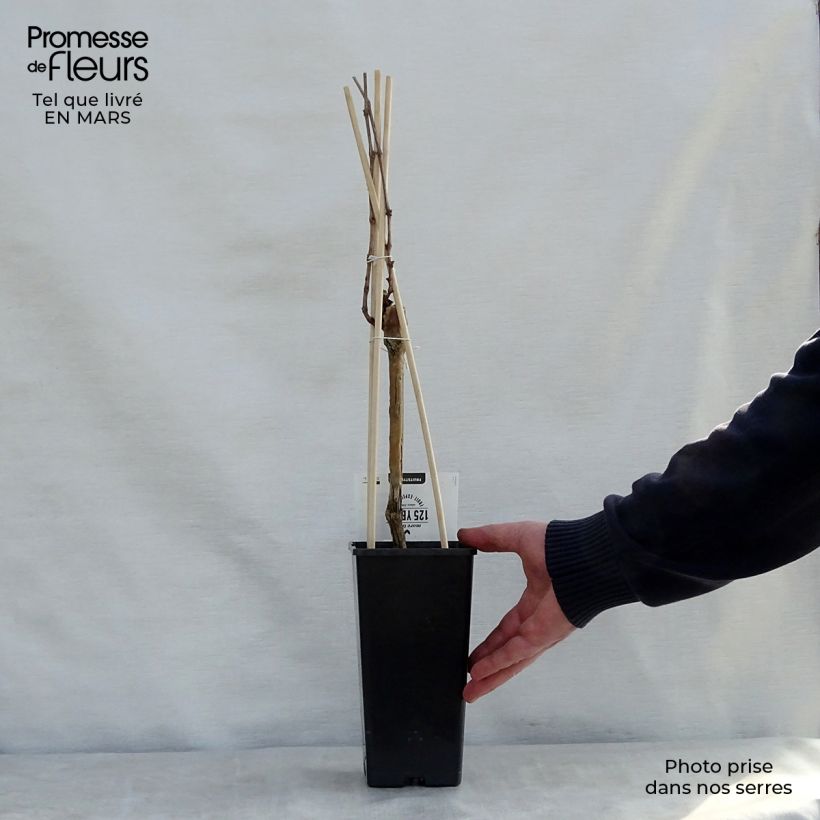 Vitis vinifera Boskoop Glory - Grape vine 1.5L/2L pot sample as delivered in spring