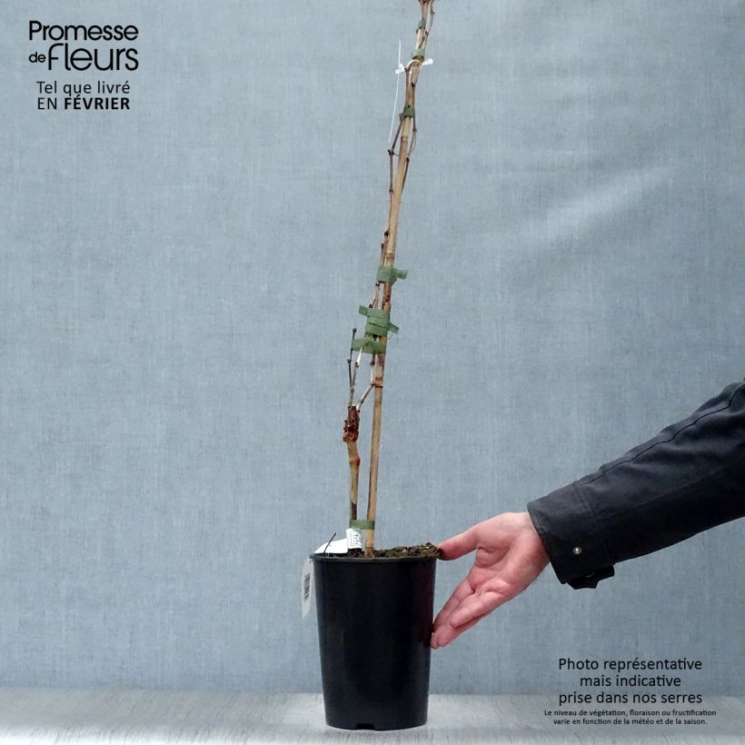 Vitis vinifera Cabernet Franc - Grape vine 2L/3L pot sample as delivered in winter