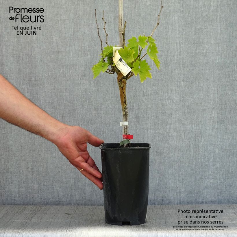 Vitis vinifera Cardinal - Grape vine 1.5L/2L pot sample as delivered in spring