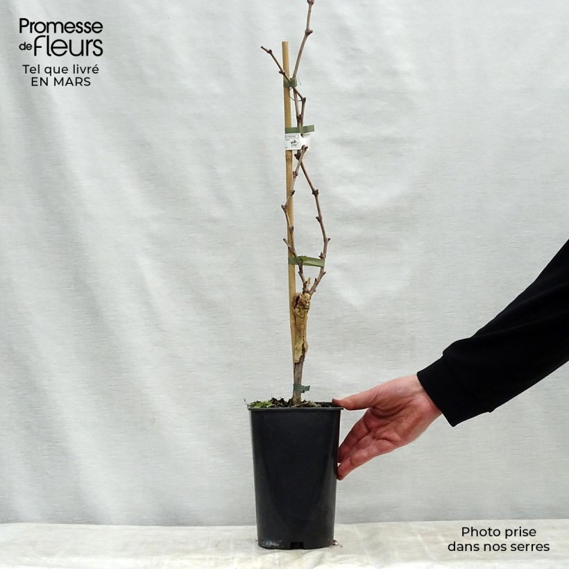 Vitis vinifera Dattier de Beyrouth - Grape vine 1.5L/2L pot sample as delivered in spring