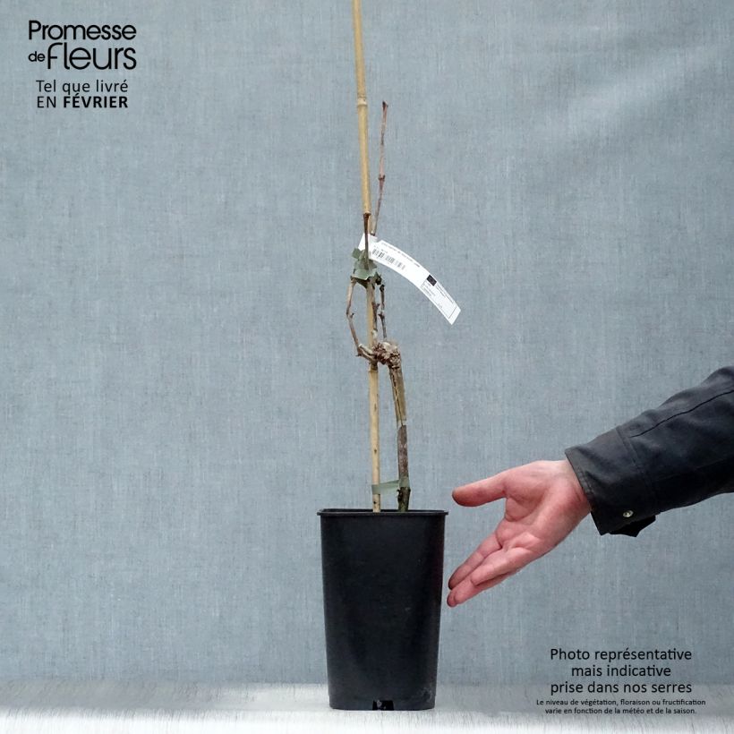 Vitis vinifera Dattier de Beyrouth - Grape vine 1.5L/2L pot sample as delivered in winter