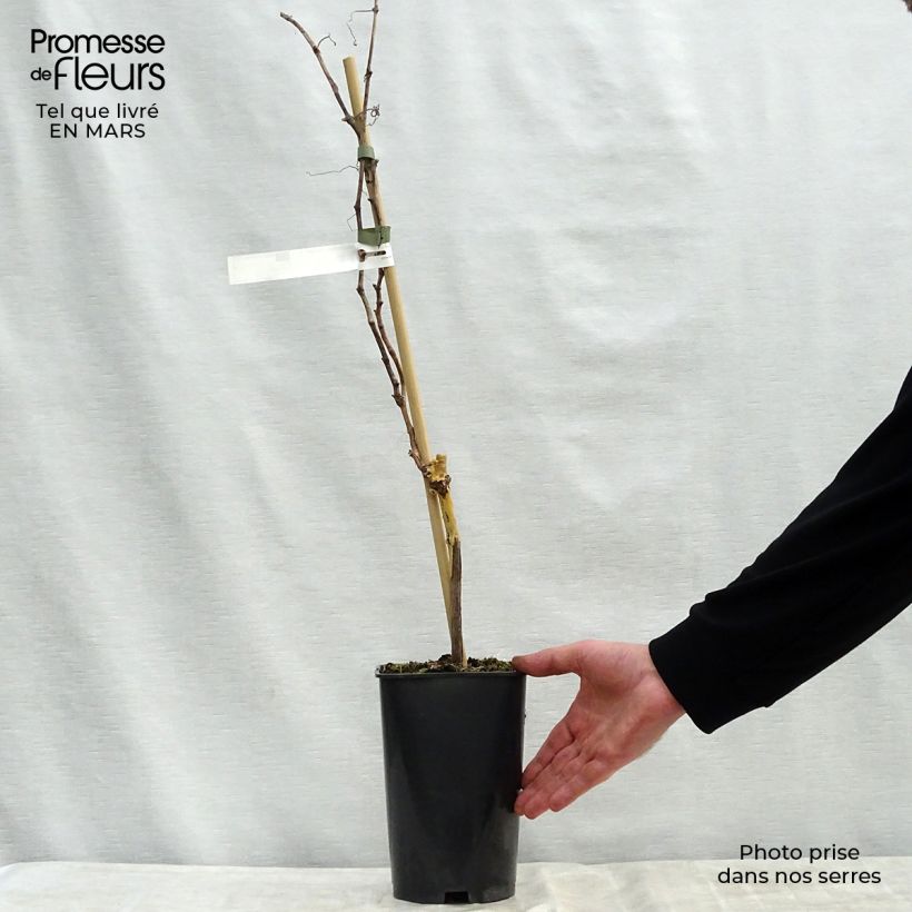 Vitis vinifera Royal Madeleine - Grape vine 2L/3L pot sample as delivered in spring