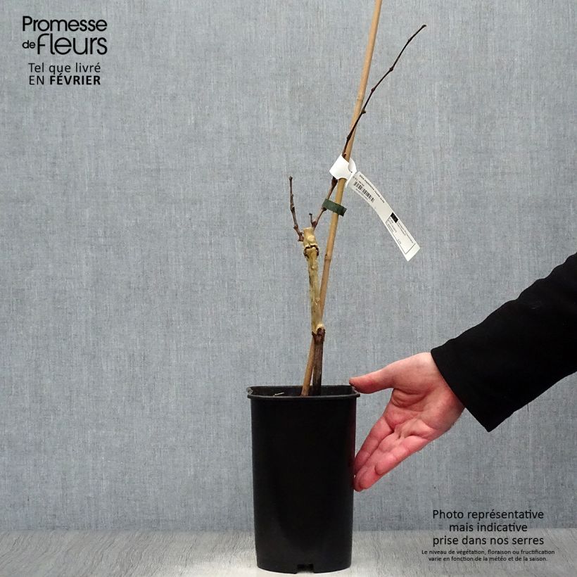 Vitis vinifera Royal Madeleine - Grape vine 2L/3L pot sample as delivered in winter