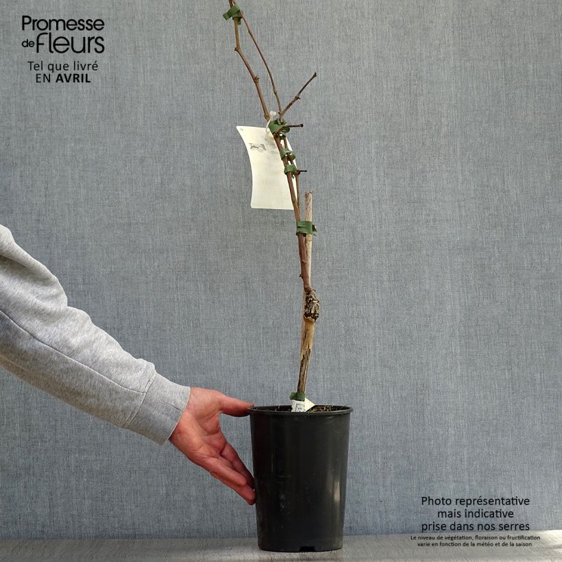 Vitis vinifera Merlot - Grape vine 2L/3L pot sample as delivered in spring