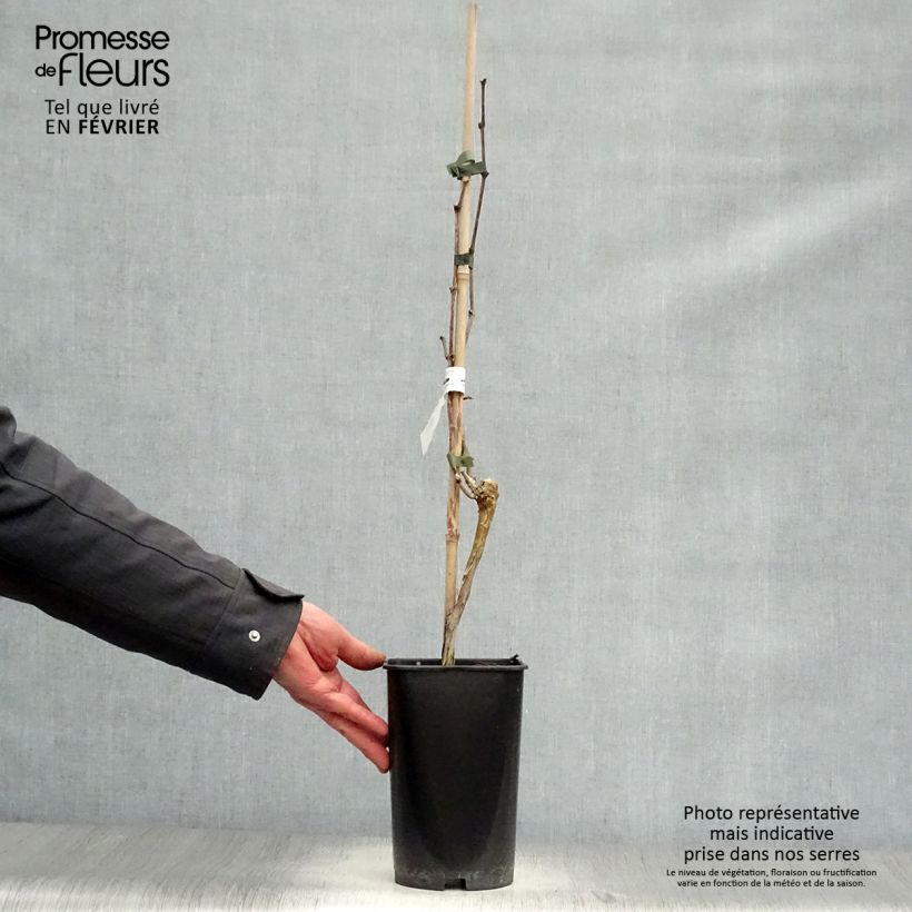 Vitis vinifera Muscat Blanc à Petits Grains - Grape Vine 2L/3L pot sample as delivered in winter