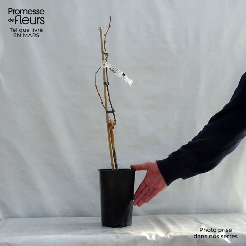 Vitis vinifera Muscat d'Alexandrie - Grape vine 2L/3L pot sample as delivered in spring
