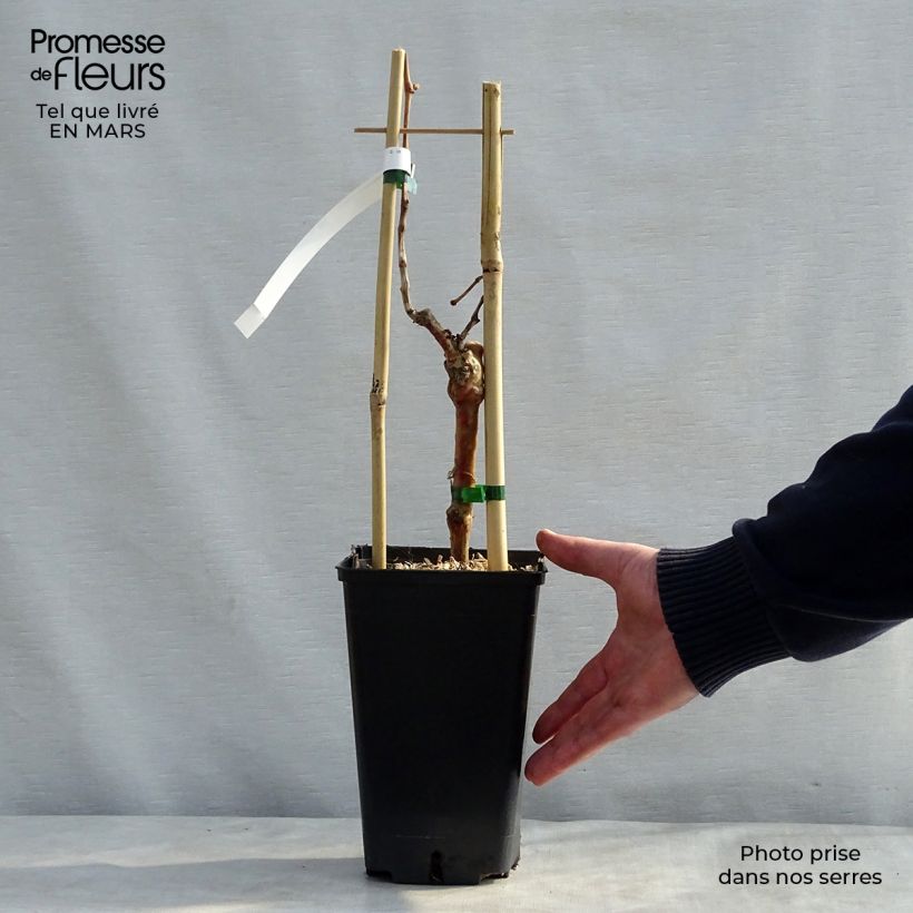 Vitis vinifera Muscat de Hambourg - Grape vine 1.5L/2L pot sample as delivered in spring