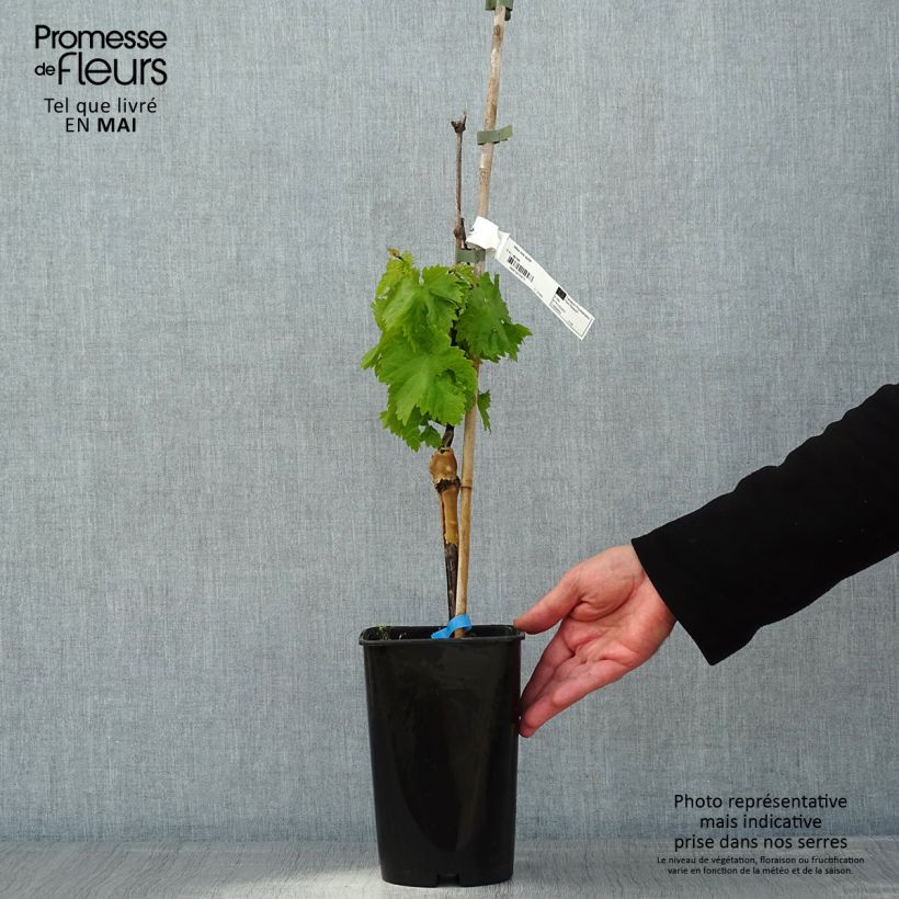 Vitis vinifera Ora - Grape vine 2L/3L pot sample as delivered in spring